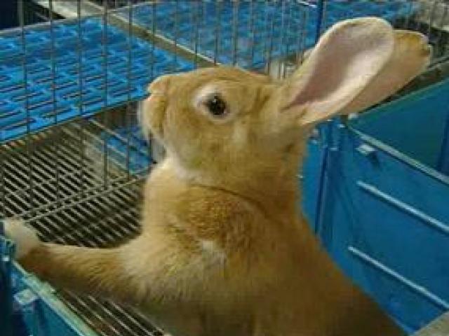 Разведение кроликов – советы для начинающих