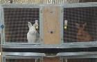 Развод кроликов в домашних условиях, как способ пополнения бюджета