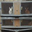 Развод кроликов в домашних условиях, как способ пополнения бюджета